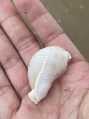 Semicassis granulata