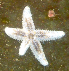 Pisaster