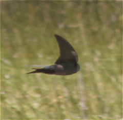 Orochelidon murina