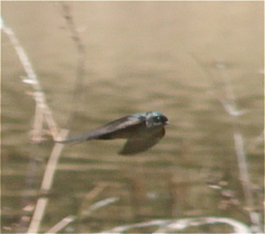 Orochelidon murina