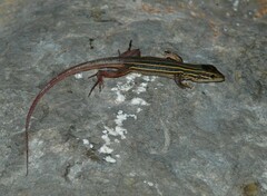 Aspidoscelis angusticeps