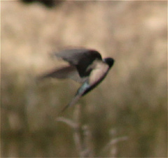Orochelidon murina
