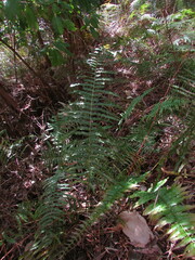 Telmatoblechnum indicum