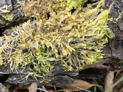 Lophocolea semiteres