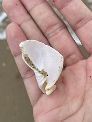 Semicassis granulata