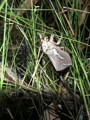 Abantiades latipennis