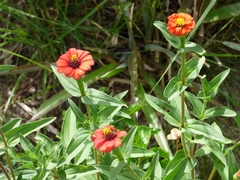 Zinnia peruviana