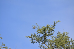 Stigmatura budytoides