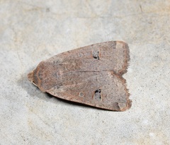 Conistra erythrocephala