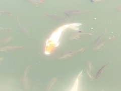 Cyprinus rubrofuscus