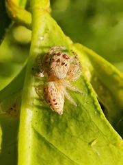 Opisthoncus polyphemus