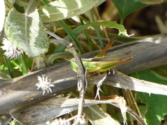 Staurorhectus longicornis