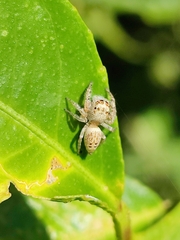 Opisthoncus polyphemus