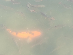 Cyprinus rubrofuscus