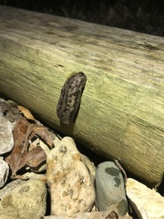 Limax maximus