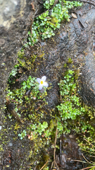 Houstonia serpyllifolia
