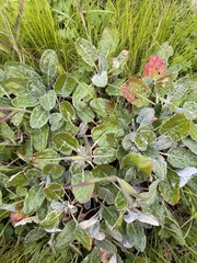 Eriogonum latifolium