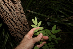 Senna pendula glabrata