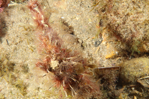 Lesser Peacock Worm