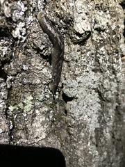 Limax maximus