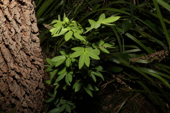Senna pendula glabrata