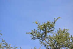 Stigmatura budytoides