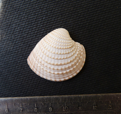 Chionopsis amathusia