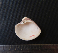 Chionopsis amathusia