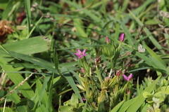 Centaurium pulchellum