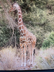 Giraffa camelopardalis reticulata