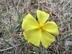 Crocanthemum carolinianum