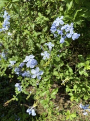 Plumbago auriculata
