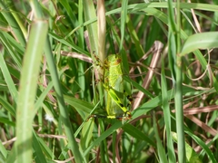 Zoniopoda tarsata