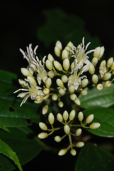 Astronidium carolinense