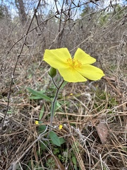 Crocanthemum carolinianum