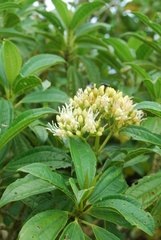 Astronidium carolinense