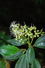 Astronidium carolinense