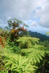 Astronidium carolinense