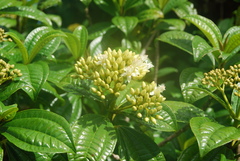 Astronidium carolinense