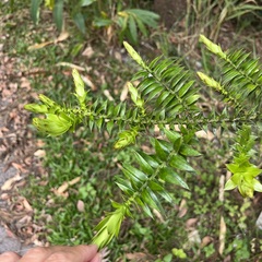 Araucaria bidwillii