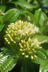 Astronidium carolinense