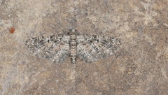Eupithecia abbreviata