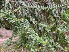 Araucaria bidwillii
