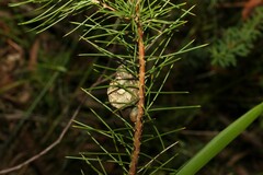 Hakea sericea