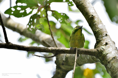 Vireolanius pulchellus