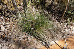 Juncus effusus solutus