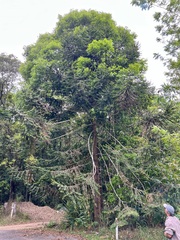 Araucaria bidwillii