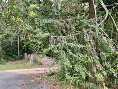 Araucaria bidwillii