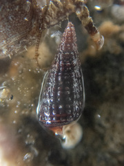 Cerithiopsis stejnegeri