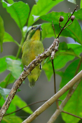 Vireolanius pulchellus